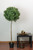 5' Potted Two-Tone Artificial Murraya Ball Topiary Tree - IMAGE 4