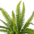 Artificial Boston Fern in Stone Style Paper Mache Pot - 13" - IMAGE 6