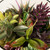 Northlight 8" Mixed Succulent Artificial Arrangement in Round Glass Jar - Green/Pink