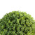 27" Potted White and Green Artificial Boxwood Plant - IMAGE 2