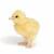 Handcrafted Plush Chick Stuffed Animal Figures - 5" - Set of 6 - IMAGE 2