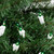 35-Count Green Mini Christmas Light Set, 7ft White Wire - IMAGE 3