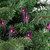 Mini Incandescent Christmas Lights - Purple - 20.25' Black Wire - 100ct - IMAGE 3