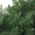 Northern Pine Artificial Christmas Wreath - 48" - Unlit - IMAGE 3