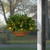 20" LED Lighted Tiffany Fir Artificial Christmas Hanging Basket - IMAGE 2