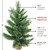 2' Potted Mixed Cashmere Pine Medium Artificial Christmas Tree, Unlit - IMAGE 6