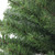 22" Green Pine Teardrop Artificial Christmas Swag - Unlit - IMAGE 4