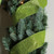 Club Pack of 12 Lime Green Solid Shimmering Wired Christmas Craft Ribbons - 2.5" x 120 Yards - IMAGE 3