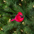 Cardinal Bird Clip-on Christmas Ornament - 5" - Red and Black - IMAGE 2