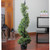 3.75' Two-Tone Boxwood Spiral Potted Artificial Topiary - Unlit - IMAGE 2