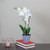 16.5" Potted White and Green Artificial Phalaenopsis Orchid Flower Plant - Unlit - IMAGE 2