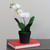 10.75" Potted White Phalaenopsis Orchid Artificial Silk Flower Arrangement - IMAGE 2