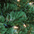 5' Pre-Lit Olympia Pine Commercial Artificial Christmas Wreath - Clear Lights - IMAGE 2