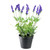 18" Potted Green and Blue Artificial Lavender Flower Plant - IMAGE 1