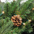 Pre-Lit Potted Mixed Winter Pine Medium Artificial Christmas Tree - 5' - Clear Lights - IMAGE 2