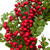 Berry and Boxwood Artificial Christmas Wreath - 18" - Unlit - IMAGE 5