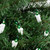 Mini Christmas Light Set - 49.5ft - Green - White Wire - 100ct - IMAGE 3