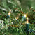 Commercial Length Mini Christmas Light Set - Clear - 149.5' Green Wire - 300ct - IMAGE 3
