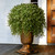 26" Potted Artificial Two-Tone Green Argentia Plant - IMAGE 2