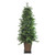 Real Touch™️Pre-Lit Slim Oregon Noble Fir Artificial Potted Christmas Tree - 6' - Warm Clear LED - IMAGE 2