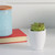 4.25" Potted Artificial Green Echeveria Succulent Plant - IMAGE 2