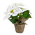 10" White Poinsettia Artificial Christmas Floral Arrangement - IMAGE 1