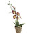 14" Crimson Red and Banana Yellow Decorative Orchids in Pot - IMAGE 2
