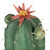 13.75” Potted Green and Brown Artificial Cactus Plant with Flowers - IMAGE 6