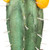 Northlight 12" Flowering Cactus Artificial Potted Plant - Green/Brown