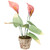 Calla Lily Artificial Christmas Plant - 19" - Pink - IMAGE 3