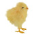 5” Yellow Feather Easter Chick Figure - IMAGE 4