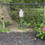 Mallow Solar Lighted Flower Outdoor Decoration - 42" - Pink and White - IMAGE 2