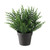 9.5” Green Potted Artificial Thyme Plant - IMAGE 1