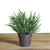 9.5” Green Potted Artificial Thyme Plant - IMAGE 2