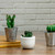 3” Mini Faux Succulent with White Pot - IMAGE 2
