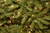 7.5’ Pre-Lit Dunhill Fir Artificial Christmas Tree - Clear Lights - IMAGE 2