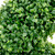 Potted Two Toned Artificial Spiral Boxwood Garden Topiary Tree - 5' - IMAGE 6