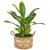 Real Touch™️ Artificial Dracaena Plant in a Off White Pot - 25" - IMAGE 3