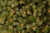 6.5’ Pre-Lit Downswept Douglas Fir Artificial Christmas Tree, Clear Lights - IMAGE 2