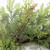 24" Two-Tone Cedar and Natural Twigs Artificial Christmas Wreath - Unlit - IMAGE 2