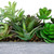 Artificial Mixed Succulent Plants in a Rectangular Planter - 12" - IMAGE 6