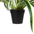 Artificial Two Toned Potted Spider Plant - 13"