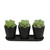 9" Artificial Echeveria Succulent Plants in Decorative Black Pots Table Top Centerpiece - IMAGE 1