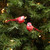Pack of 12 Graceful Elegance Red and White Bird Christmas Ornaments 4.25" - IMAGE 2
