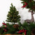 Pre-Lit Medium Canadian Pine Artificial Christmas Tree - 18" - Clear Lights - IMAGE 2