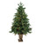 Real Touch™️Potted Sierra Norway Spruce Slim Artificial Christmas Tree - 4.5' - Clear Lights - IMAGE 2