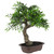 Mini Bonsai Artificial Tree in a Pot - 18” - IMAGE 3