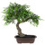 Mini Bonsai Artificial Tree in a Pot - 18” - IMAGE 2