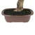 Mini Artificial Bonsai Tree in a Pot - 16" - IMAGE 6