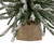 2' Potted Flocked Downswept Mini Village Pine Medium Artificial Christmas Tree - Unlit - IMAGE 5